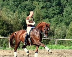 horse Kolorado (polish noble half-breed, 1999, from Lando)