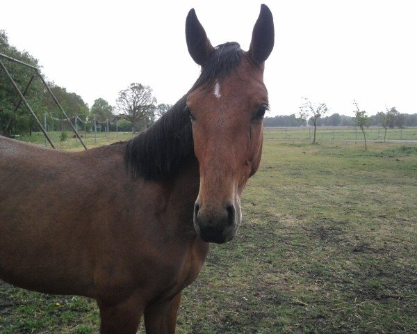 Dressurpferd Sienna (Oldenburger, 2010, von Sieger Hit)