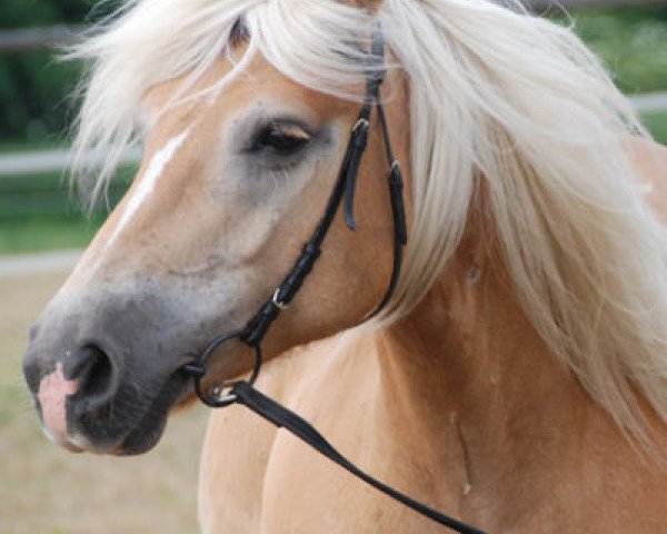 broodmare F-Maja (Haflinger, 2003, from Arthos (1,57% ox))