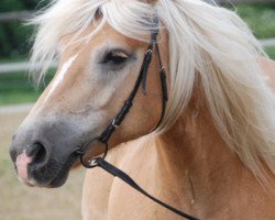 broodmare F-Maja (Haflinger, 2003, from Arthos (1,57% ox))