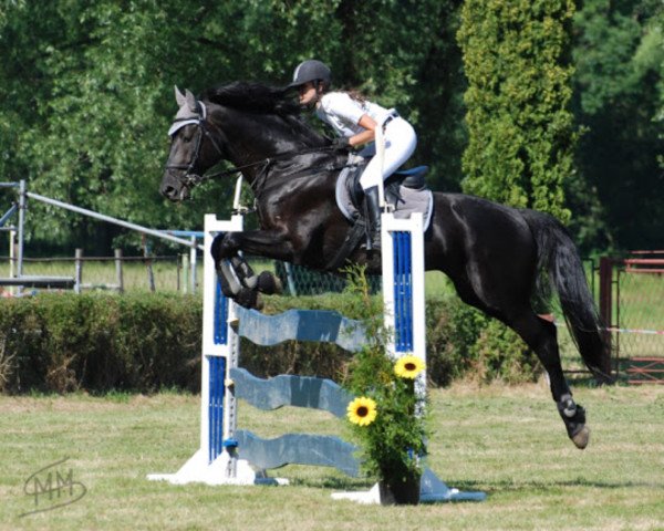 jumper Julien (polish noble half-breed, 2003, from Landino)