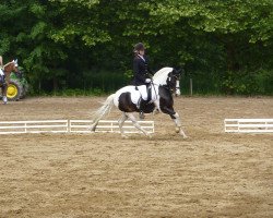 dressage horse Alcatraz (Lewitzer, 2004, from Acamani)