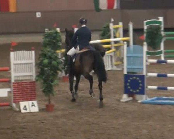 jumper Caramee (Zangersheide riding horse, 1998, from Calvaro Z)