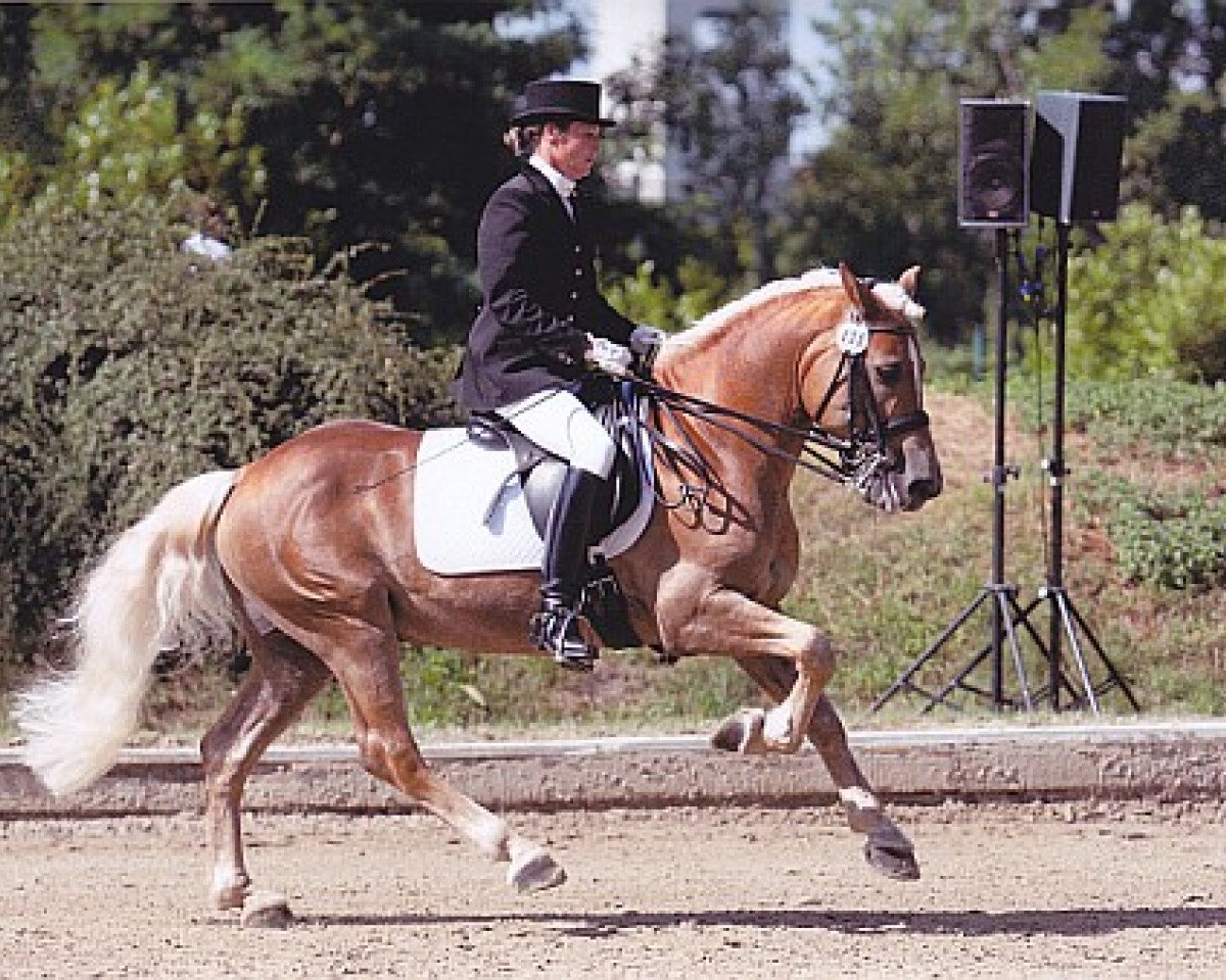 stallion Wild Passion (Haflinger, 1998, from Windspiel)
