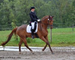 dressage horse Rubins Stern (Württemberger, 2002, from Rubicell)