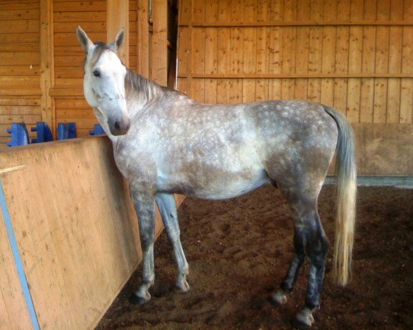 jumper Cee (German Sport Horse, 2003, from Casado)