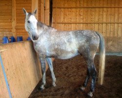 jumper Cee (German Sport Horse, 2003, from Casado)