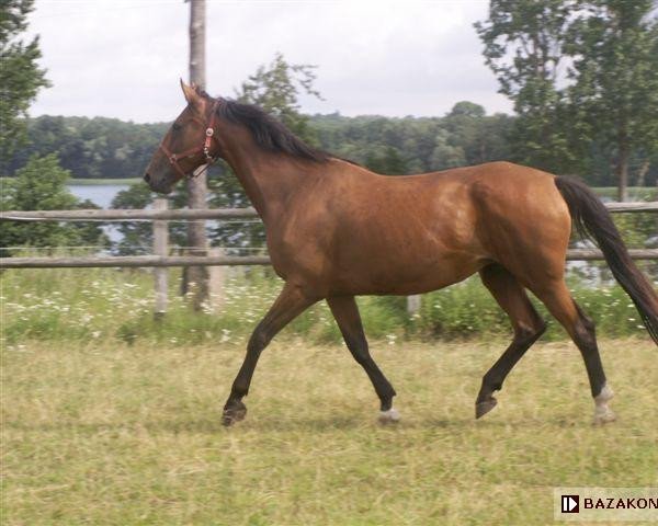 Zuchtstute Josephine (Polnisches edles Halbblut, 2000, von Consor)