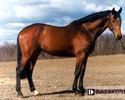 stallion Consor (Holsteiner, 1994, from Cor de la Bryère)