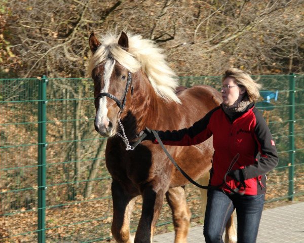 Pferd Wilbur (Schwarzwälder Kaltblut, 2009, von Wastl)