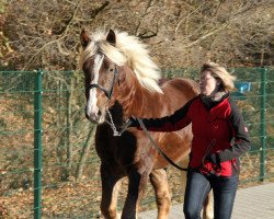 horse Wilbur (Black Forest Horse, 2009, from Wastl)