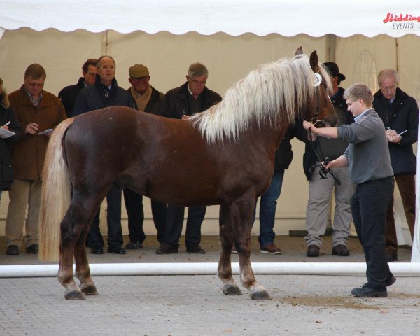 horse Hengst von Rubin (Black Forest Horse, 2009, from Rubin)