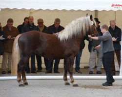 Pferd Hengst von Rubin (Schwarzwälder Kaltblut, 2009, von Rubin)