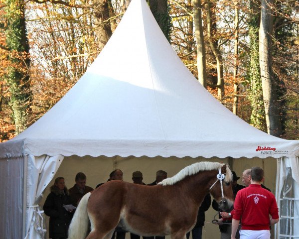 horse Hengst von Ultimo (Rhenish-German Cold-Blood, 2009, from Ultimo)