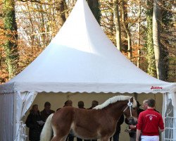 horse Hengst von Ultimo (Rhenish-German Cold-Blood, 2009, from Ultimo)