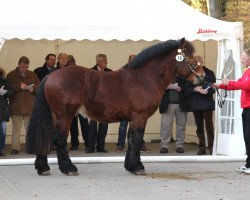 horse Hengst von Markant (Rhenish-German Cold-Blood, 2009, from Markant)