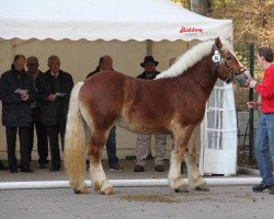 horse Hengst von Helmut (Rhenish-German Cold-Blood, 2009, from Helmut)