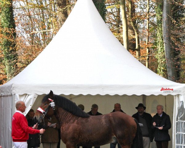 horse Hengst von Hanseat (Rhenish-German Cold-Blood, 2009, from Hanseat)