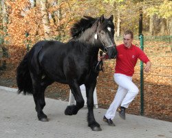 horse Hengst von Fulminant / Uwe (Rhenish-German Cold-Blood, 2009, from Fulminant)