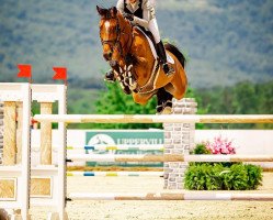 Springpferd Hollyday V (KWPN (Niederländisches Warmblut), 2012, von Quality Time)