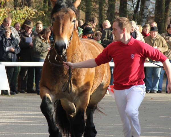 horse Faithful Candy (Rhenish-German Cold-Blood, 2009, from Fulminant)