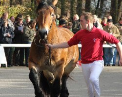 Pferd Faithful Candy (Rheinisch-Deutsches Kaltblut, 2009, von Fulminant)