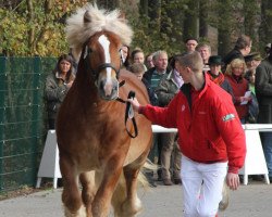 horse Hengst von Ed Oskar (Rhenish-German Cold-Blood, 2009, from Ed Oskar)