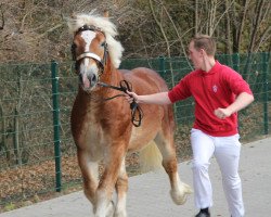 horse Hengst von Condor II (Rhenish-German Cold-Blood, 2009, from Condor II)