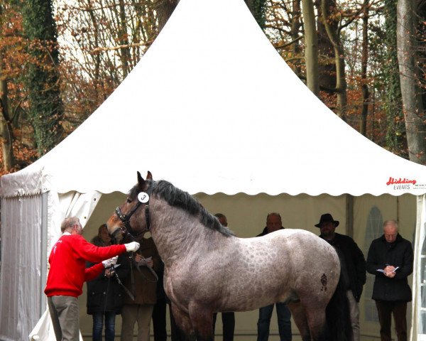 Pferd Carlos (Rheinisch-Deutsches Kaltblut, 2009, von Condor II)