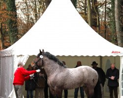 horse Carlos (Rhenish-German Cold-Blood, 2009, from Condor II)