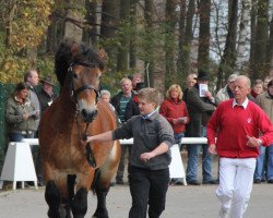 horse Hengst von Alex (Rhenish-German Cold-Blood, 2009, from Alex)