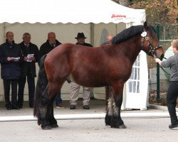 Pferd Hengst von Alex (Rheinisch-Deutsches Kaltblut, 2009, von Alex)