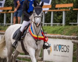 Springpferd Betina (Rumänisches Warmblut, 2011)