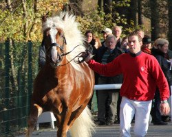 stallion Florian (Black Forest Horse, 2009, from Feldsee)