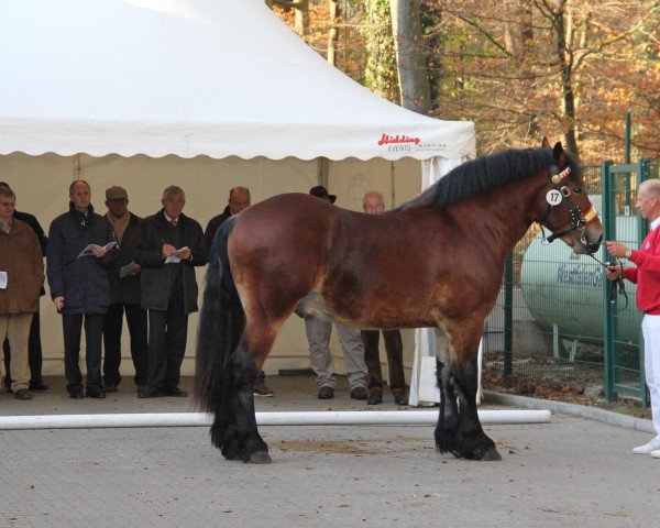 stallion Herius (Rhenish-German Cold-Blood, 2009, from Hurrican)