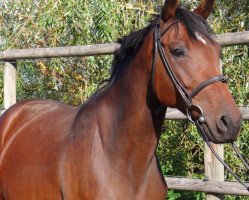 broodmare Bella Coola (Holsteiner, 2009, from Heraldik xx)