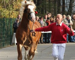 stallion Elton John (Rhenish-German Cold-Blood, 2009, from Enzo)