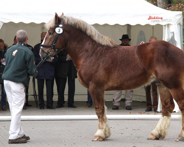 stallion Rodenbach van Diepenstein (Brabant/Belgian draft horse, 2009, from Condor III)