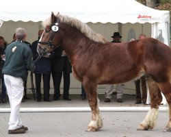 Deckhengst Rodenbach van Diepenstein (Brabanter/Belgisches Kaltblut, 2009, von Condor III)