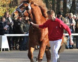 horse Hengst von Hartmut (Rhenish-German Cold-Blood, 2009, from Hartmut)