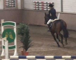 broodmare Halla Happiness (Westphalian, 2004, from Holland)