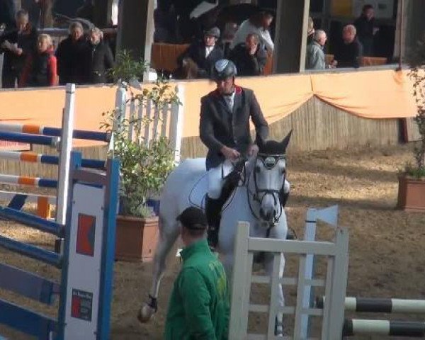 broodmare Chequilla Z (Zangersheide riding horse, 2002, from Chellano Z)