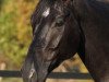 dressage horse Fyo d'Or (Oldenburg, 2005, from Fürst Heinrich)