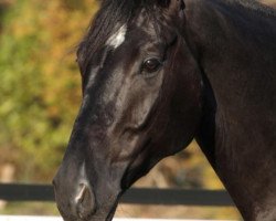 dressage horse Fyo d'Or (Oldenburg, 2005, from Fürst Heinrich)