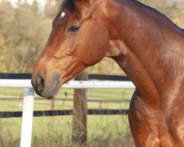 dressage horse Fifficus lo scatenato (Westphalian, 1999, from Florestan I)