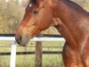 dressage horse Fifficus lo scatenato (Westphalian, 1999, from Florestan I)