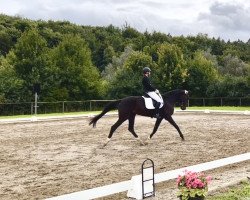 jumper Schneewitchen S. (German Sport Horse, 2018, from Sir Fantastic)