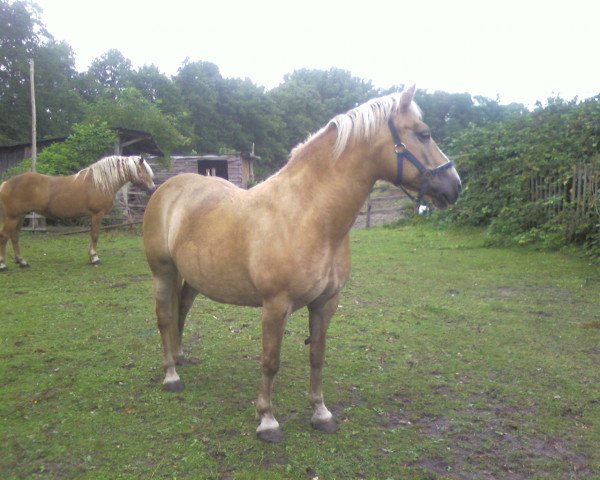 broodmare Nike (Haflinger, 1999, from Napolie)