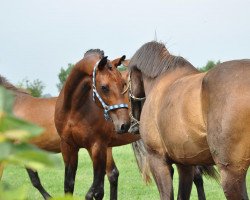 broodmare Ravina (Württemberger, 1996, from Risandro)