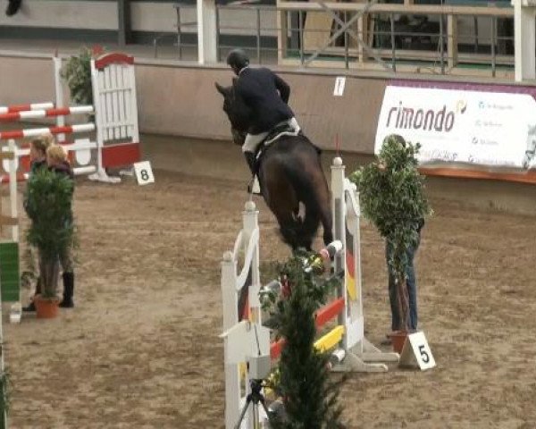 broodmare Wirella (KWPN (Royal Dutch Sporthorse), 2003, from Faldo)